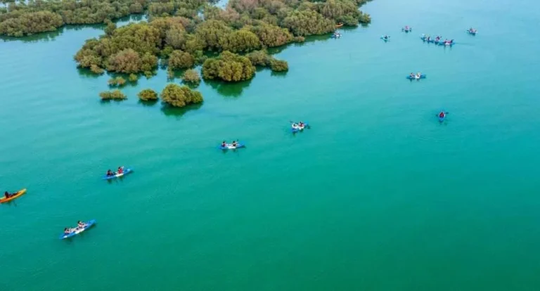 Aerial view of people kayaking in groups on a calm, turquoise body of water near clusters of green, leafy mangrove trees—an adventure led by the best Tourism and Activities operator.
