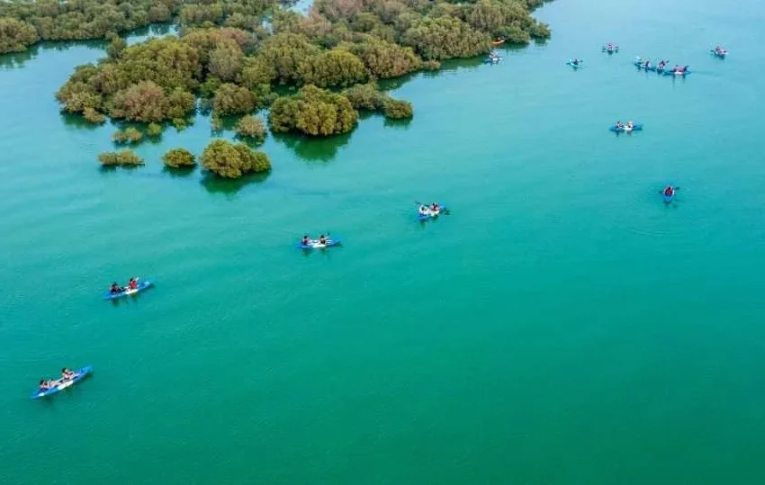 Aerial view of people kayaking in groups on a calm, turquoise body of water near clusters of green, leafy mangrove trees—an adventure led by the best Tourism and Activities operator.