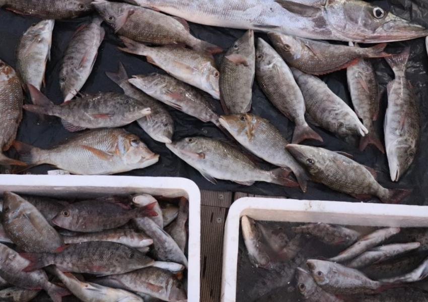 Fishes in Qatar