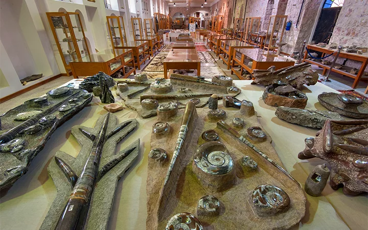 Fossilized ammonites and other ancient sea creatures are displayed on large stone slabs in a well-lit museum room, reminiscent of the historic stone walls at Zekreet Fort, Qatar, with glass cabinets and wooden tables completing the scene.