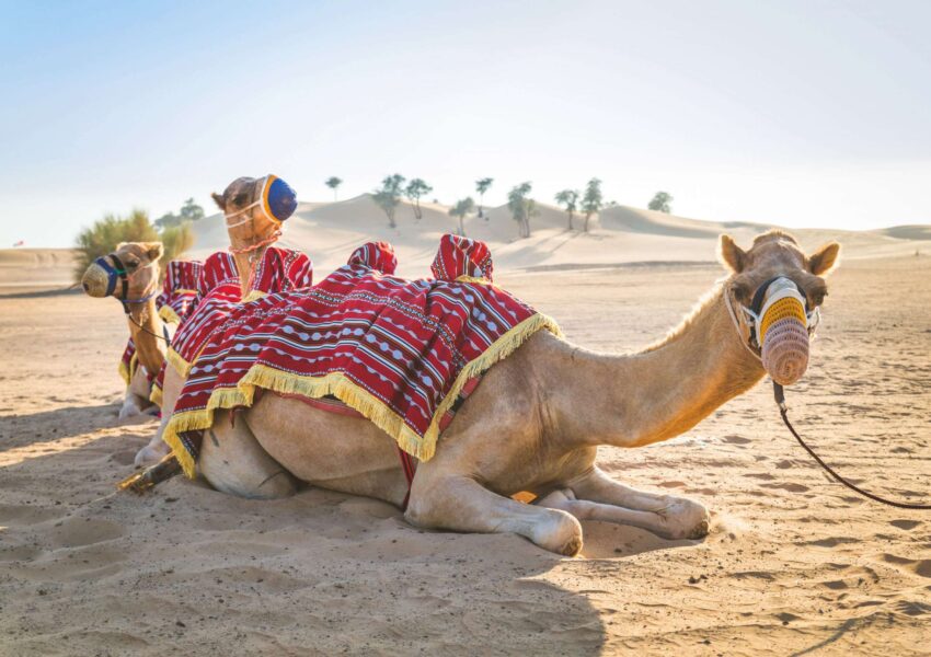 Desert Safari Qatar - Camel