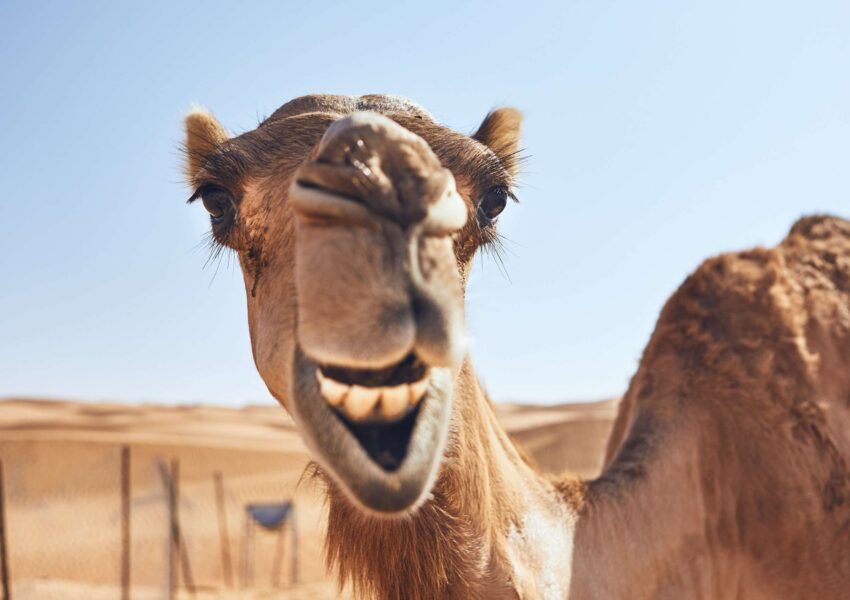 Qatar desert safari adventure Camel View