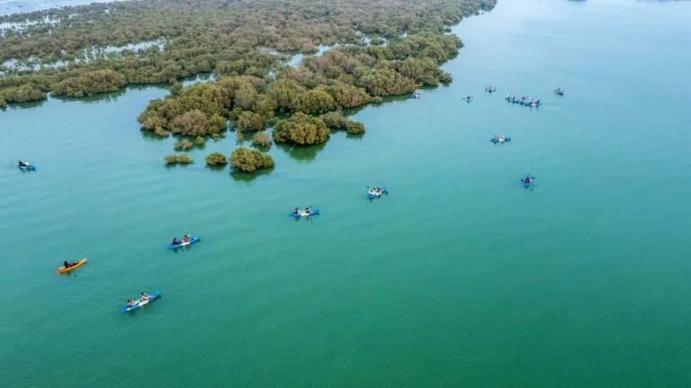 Aerial view of kayakers paddling on calm, green water near clusters of small mangrove islands. Multiple kayaks are scattered across the scene at Purple Island Mangroves, where the water appears clear and tranquil.