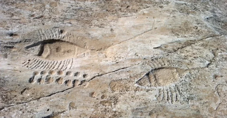Two large fish shapes, part of the Al Jassasiya rock carvings, are etched into a flat rock surface. Each is outlined with grooves and lines for fins, partly filled with sand; the ancient carvings appear weathered and timeless.