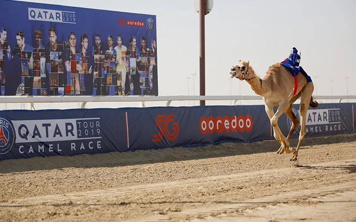 Camel racing event with Qatar Tour banner at Shehaniyah track in Doha