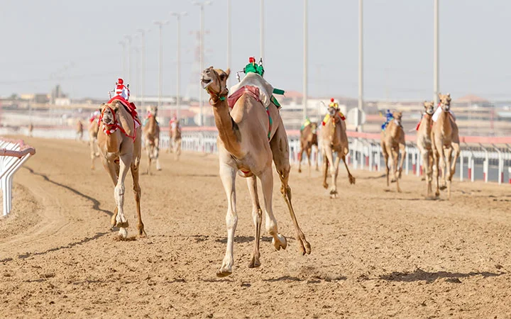 Camels racing across the Shehaniyah track in Doha Qatar desert tradition