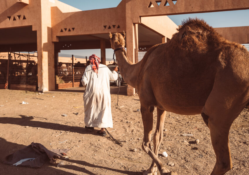 Camel Race Experience Qatar