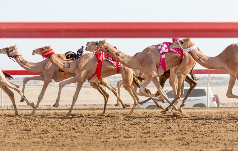Camel Race Experience
