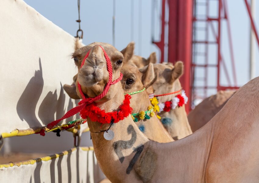Camel Race Experience Qatar | Experience Qatar