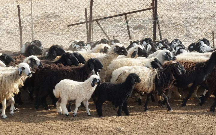 Sheep and goats at Ain Mohamed Village Qatar farm area