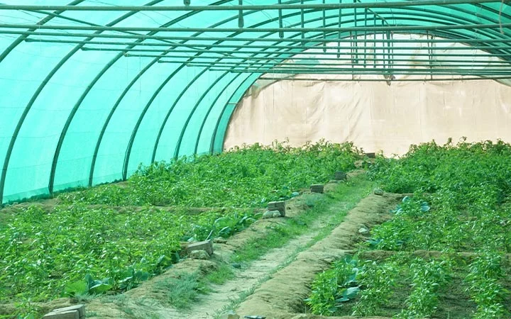 Greenhouse plantation area with fresh crops at Ain Mohamed Village Qatar