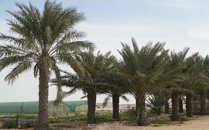 Palm tree farm view at Ain Mohamed Village Qatar