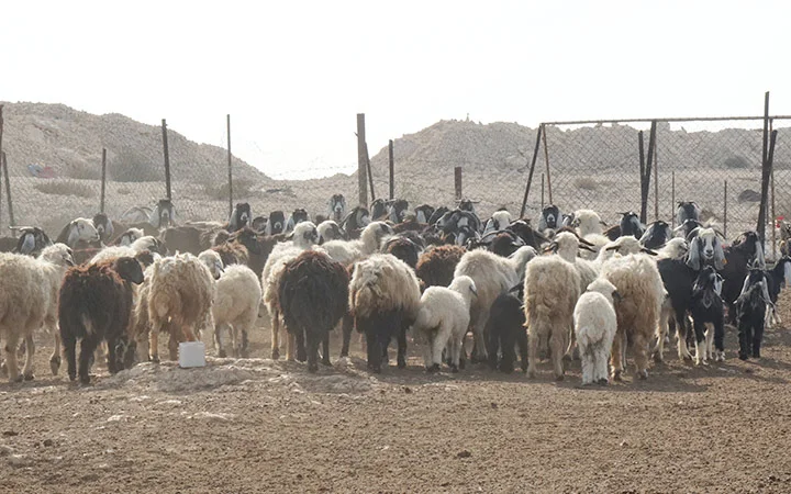 Sheep and goats in the farm area of Ain Mohamed Village Qatar