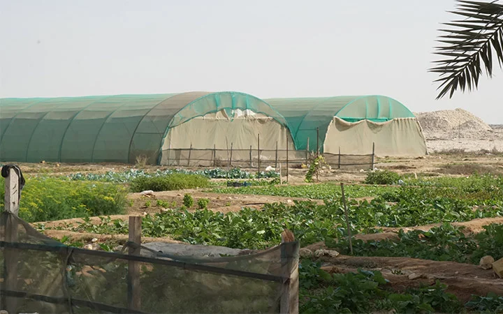 Greenhouse farming area with fresh crops at Ain Mohamed Village Qatar