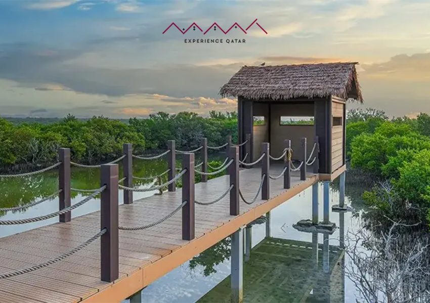 mangrove kayaking qatar