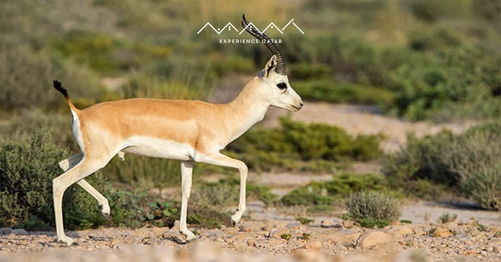 sustainable tourism qatar