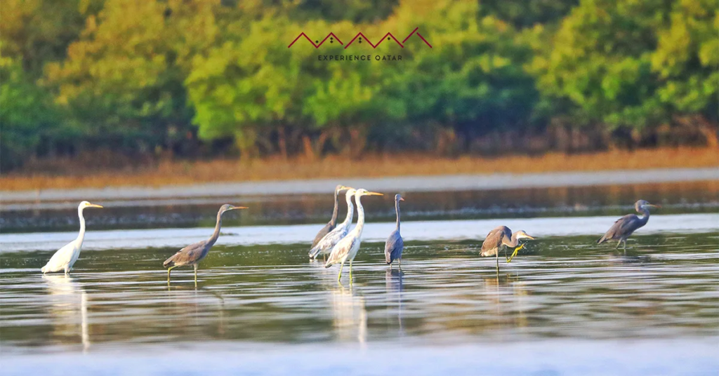 mangrove kayaking qatar